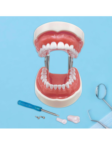 Typodont Dental Windplusya con 32 Dientes Removibles