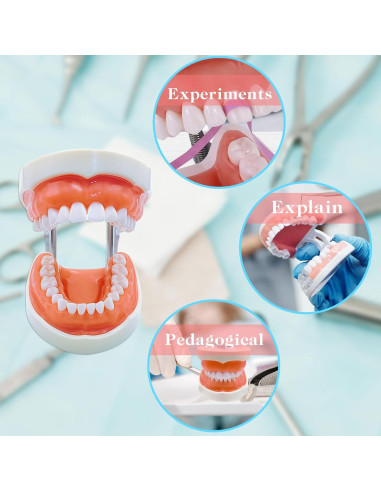 Typodont Dental Windplusya con 32 Dientes Removibles