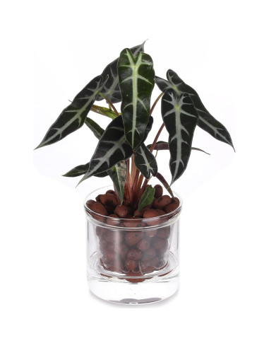 Maceta Autorriego 10 cm LAZUSAM para Plantas de Interior