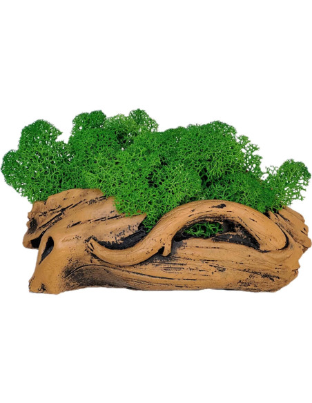 Bonsái de Musgo Fiseises 16 cm Decoración Interior Bonsái de Musgo Fiseises 16 cm Decoración Interior