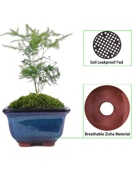 Macetas Bonsai MUZHI 6 Pack Esmaltadas 10 cm Azul Macetas Bonsai MUZHI 6 Pack Esmaltadas 10 cm Azul