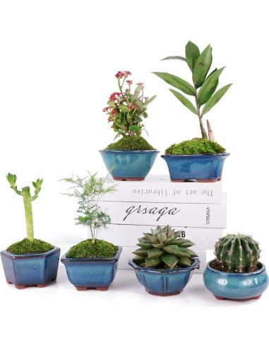 Macetas Bonsai MUZHI 6 Pack Esmaltadas 10 cm Azul