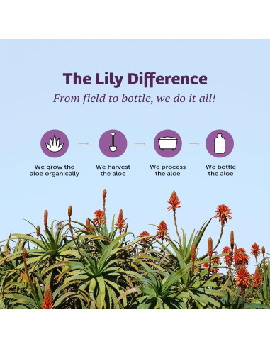 Jugo de Aloe Vera Lirio del Desierto 946 ml - Detox Herbal