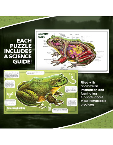 Rompecabezas de Anatomía Animal Genius Games Rana Toro 100 Piezas