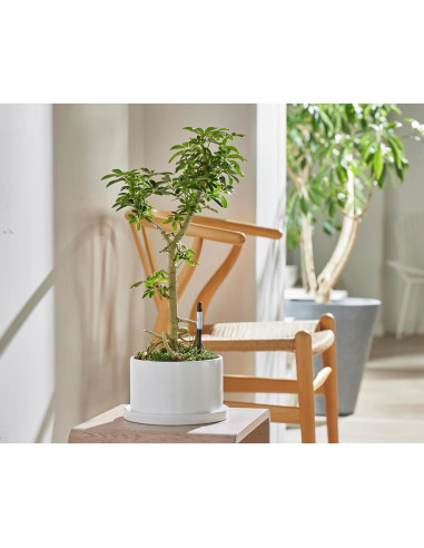 Sensor de Humedad del Suelo Sustee Mediano Negro para Plantas