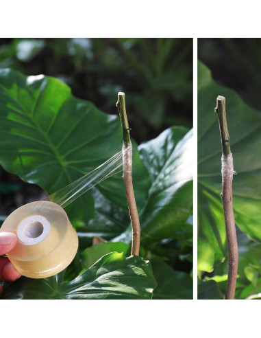 Cinta de Injerto NAYE para Árboles Frutales - 3 Piezas