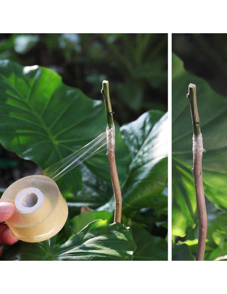 Cinta de Injerto NAYE para Árboles Frutales - 3 Piezas Cinta de Injerto NAYE para Árboles Frutales - 3 Piezas