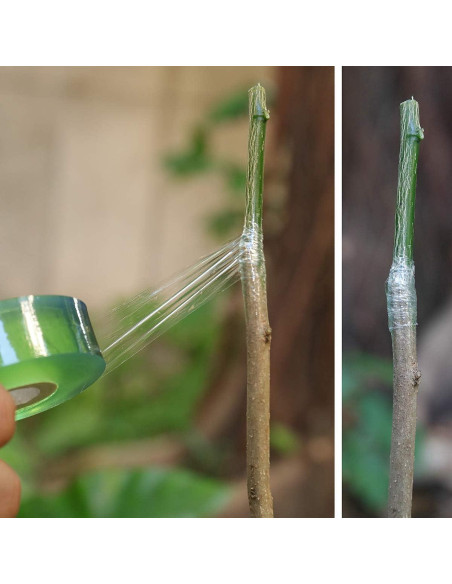 Cinta de Injerto NAYE para Árboles Frutales - 3 Piezas Cinta de Injerto NAYE para Árboles Frutales - 3 Piezas