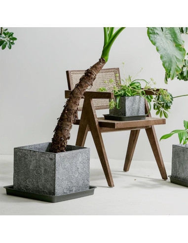 Plato Cuadrado para Plantas 20 cm - 5 Unidades LWALRS