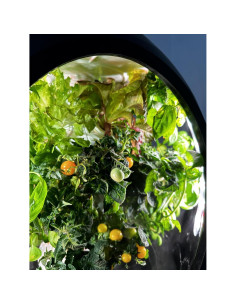 Mezcla de Tomate Cherry Plantaform - 15 Cápsulas Orgánicas 2