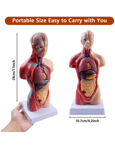 Modelo de Torso Humano Breesky 15 Piezas 13.7x8.6 cm