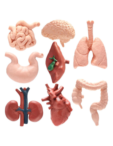 Modelo de Cuerpo Humano 3D VICROIC - 8 Piezas para Estudio Modelo de Cuerpo Humano 3D VICROIC - 8 Piezas para Estudio