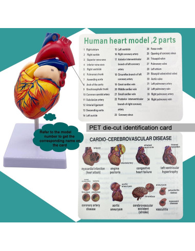 Modelo de Corazón Humano Basook - 34 Estructuras Anatómicas