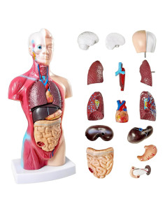 Modelo de Torso Humano Anatómico New Horizon 27 cm 15 Piezas