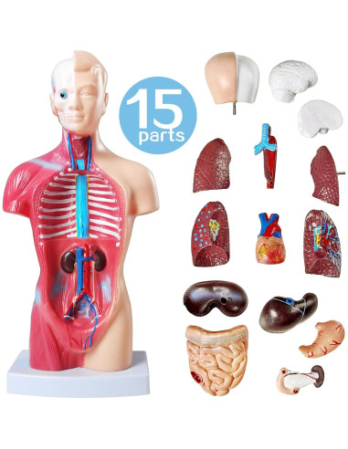 Modelo de Torso Humano Anatómico New Horizon 27 cm 15 Piezas