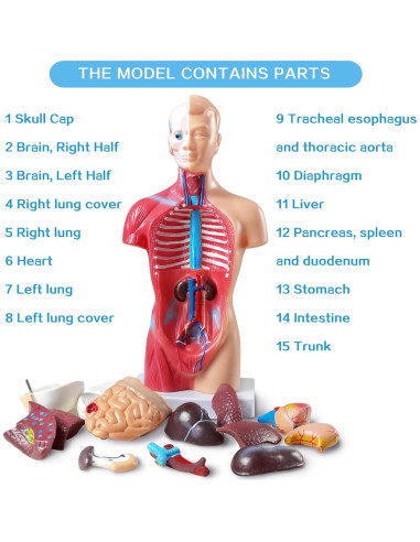 Modelo de Torso Humano Anatómico New Horizon 27 cm 15 Piezas
