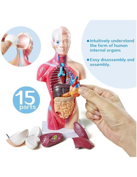 Modelo de Torso Humano Anatómico New Horizon 27 cm 15 Piezas Modelo de Torso Humano Anatómico New Horizon 27 cm 15 Piezas