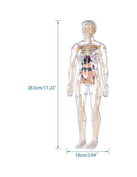 Modelo 3D del Cuerpo Humano Transparente BlueDex 29 Piezas Modelo 3D del Cuerpo Humano Transparente BlueDex 29 Piezas