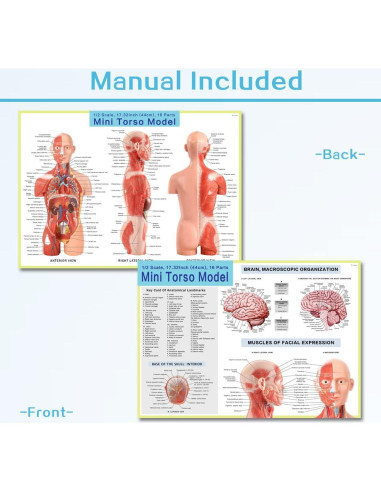 Modelo de Anatomía Humana EVOTECH 2025, 16 Piezas 43 cm