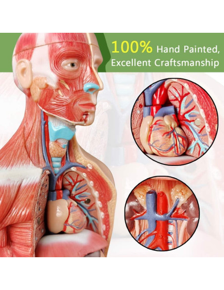 Modelo de Cuerpo Humano 3D Generies 28 cm 15 Piezas Educativo Modelo de Cuerpo Humano 3D Generies 28 cm 15 Piezas Educativo