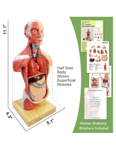 Modelo de Cuerpo Humano 3D Generies 28 cm 15 Piezas Educativo