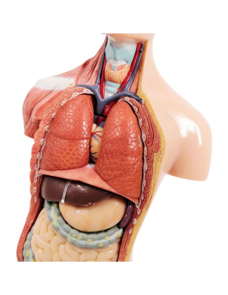 Modelo de Cuerpo Humano 3D Generies 28 cm 15 Piezas Educativo Modelo de Cuerpo Humano 3D Generies 28 cm 15 Piezas Educativo