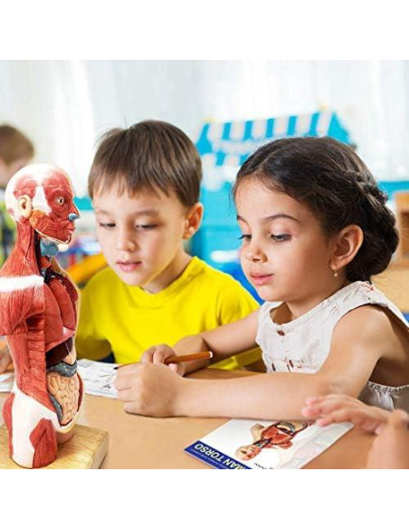 Modelo de Cuerpo Humano 3D Generies 28 cm 15 Piezas Educativo Modelo de Cuerpo Humano 3D Generies 28 cm 15 Piezas Educativo