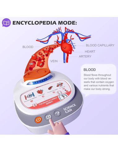 Modelo del Cuerpo Humano Science Can para Niños 5-7 Años