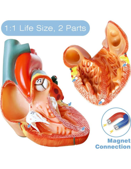 Modelos Anatómicos 3D EVOTECH SCIENTIFIC - Cuerpo, Corazón y Esqueleto Modelos Anatómicos 3D EVOTECH SCIENTIFIC - Cuerpo, Corazón y Esqueleto