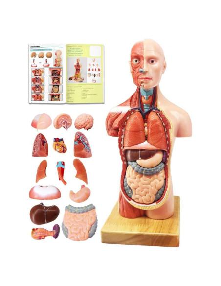 Modelo de Cuerpo Humano EVOTECH 15 Piezas 27.94 cm Educativo Modelo de Cuerpo Humano EVOTECH 15 Piezas 27.94 cm Educativo