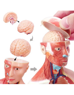 Modelo de Cuerpo Humano EVOTECH 15 Piezas 27.94 cm Educativo 2