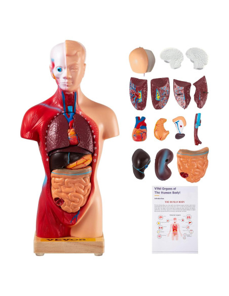 Modelo de Cuerpo Humano VEVOR 15 Piezas 28 cm Desmontable Modelo de Cuerpo Humano VEVOR 15 Piezas 28 cm Desmontable