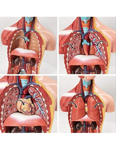 Modelo de Cuerpo Humano EVOTECH 15 Piezas 27.94 cm Educativo