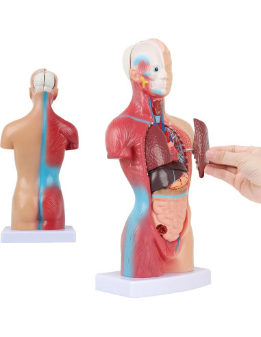 Modelo de Cuerpo Humano 14 Piezas Fineera 27.94 cm Educativo