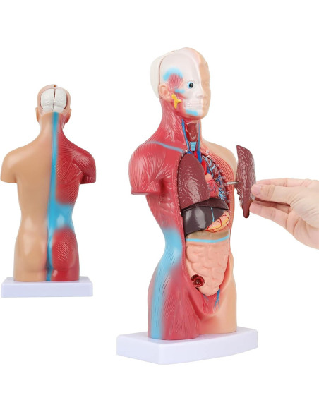 Modelo de Cuerpo Humano 14 Piezas Fineera 27.94 cm Educativo Modelo de Cuerpo Humano 14 Piezas Fineera 27.94 cm Educativo