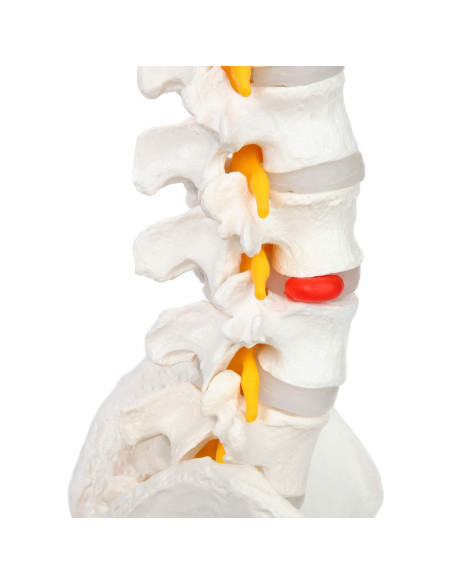 Modelo de Columna Vertebral Flexible Axis Scientific 78.7cm Modelo de Columna Vertebral Flexible Axis Scientific 78.7cm