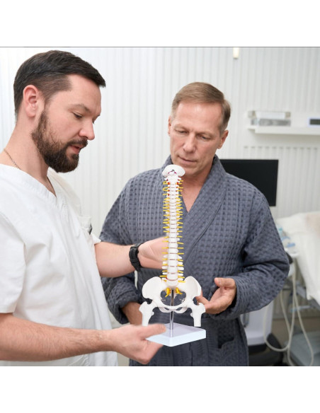 Modelo Mini Columna Vertebral Humana Breesky 43 cm con Soporte Modelo Mini Columna Vertebral Humana Breesky 43 cm con Soporte
