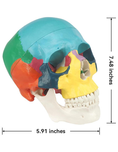 Modelo Anatómico de Cráneo Humano Colorido Medarchitect 3 Partes