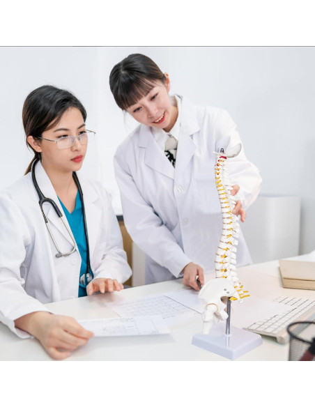 Modelo Mini Columna Vertebral Humana Breesky 43 cm con Soporte Modelo Mini Columna Vertebral Humana Breesky 43 cm con Soporte