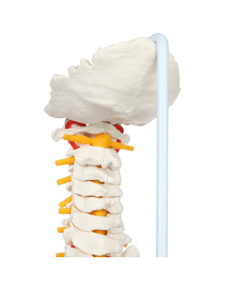 Modelo de Columna Vertebral Flexible Axis Scientific 78.7cm Modelo de Columna Vertebral Flexible Axis Scientific 78.7cm