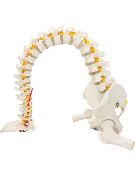 Modelo de Columna Vertebral Flexible Axis Scientific 78.7cm Modelo de Columna Vertebral Flexible Axis Scientific 78.7cm