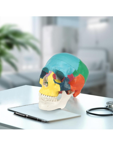 Modelo Anatómico de Cráneo Humano Colorido Medarchitect 3 Partes