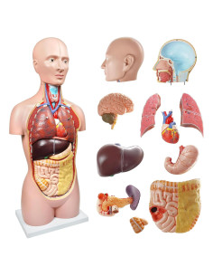 Modelo Anatómico del Cuerpo Humano 87.6 cm 12 Piezas Evotech