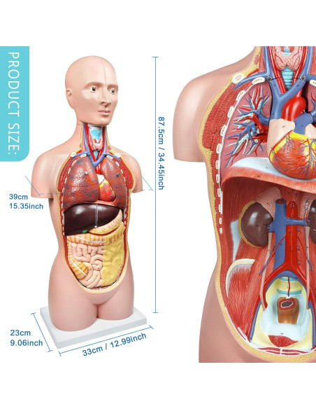 Modelo Anatómico del Cuerpo Humano 87.6 cm 12 Piezas Evotech Modelo Anatómico del Cuerpo Humano 87.6 cm 12 Piezas Evotech