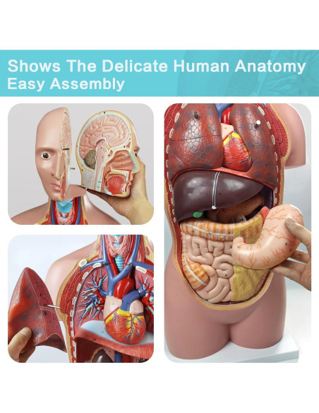 Modelo Anatómico del Cuerpo Humano 87.6 cm 12 Piezas Evotech Modelo Anatómico del Cuerpo Humano 87.6 cm 12 Piezas Evotech