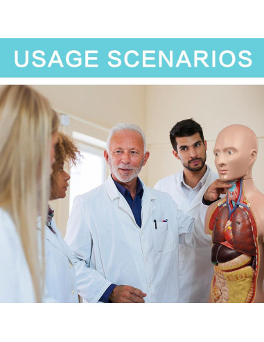 Modelo Anatómico del Cuerpo Humano 87.6 cm 12 Piezas Evotech