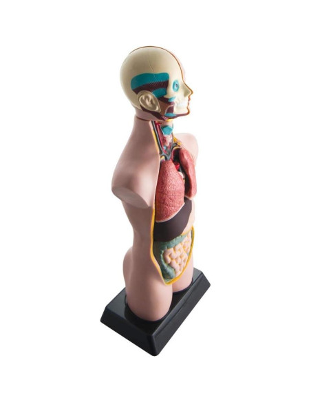 Modelo de Torso Humano Hand2Mind 50 cm con 10 Órganos Removibles Modelo de Torso Humano Hand2Mind 50 cm con 10 Órganos Removibles