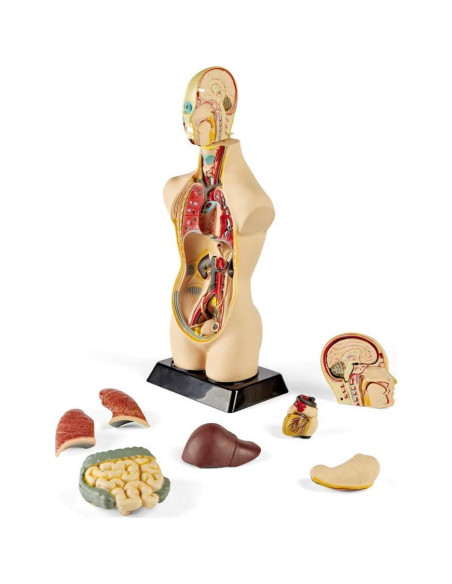 Modelo de Torso Humano Hand2Mind 50 cm con 10 Órganos Removibles Modelo de Torso Humano Hand2Mind 50 cm con 10 Órganos Removibles