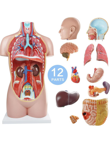 Modelo Anatómico del Cuerpo Humano 87.6 cm 12 Piezas Evotech