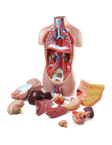 Modelo Anatómico del Cuerpo Humano 87.6 cm 12 Piezas Evotech